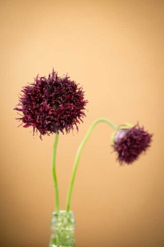 The History of the Opium Poppy